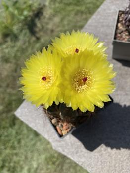 Notocactus ottonis